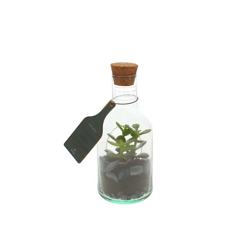 Succulente Crassula in bottiglia vaso 9 cm Premium