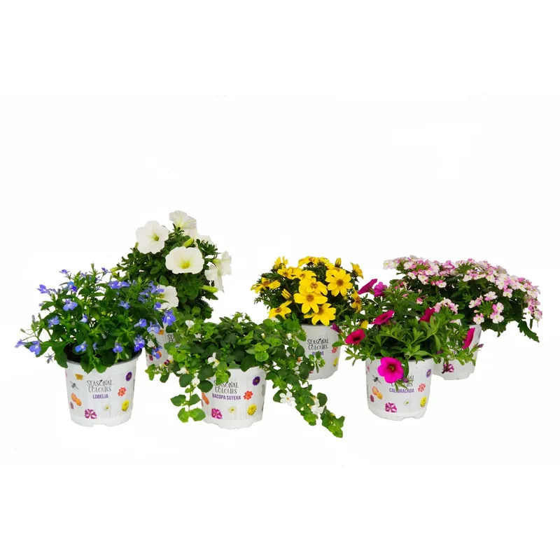 Piante per aiuola mix vaso Ø 10,5 cm Weekendaanbieding