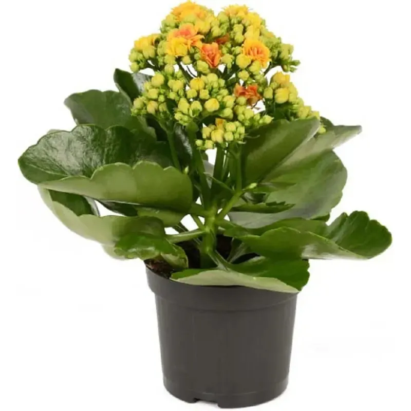 Lage Kosten Kalanchoe arancione vaso Ø cm 10,5