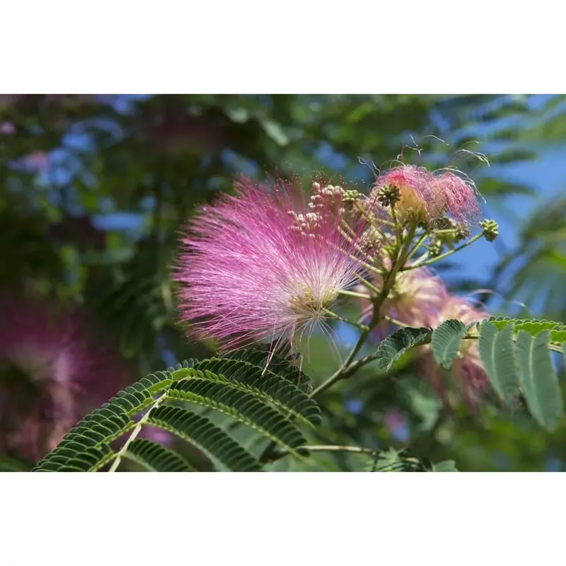 Albizia julibrissin Ombrella Ø 28 cm Bestel Nu
