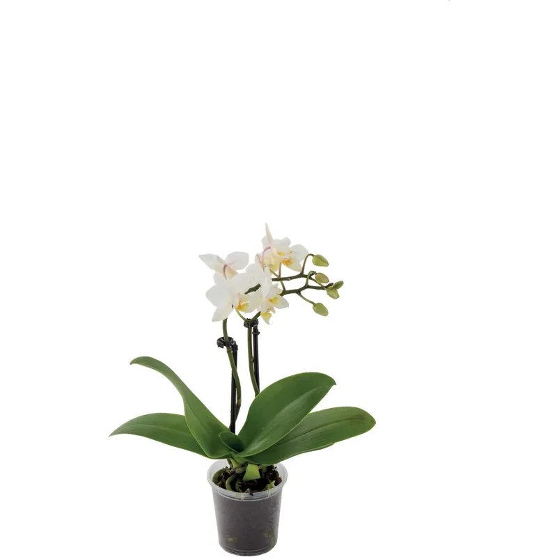 Orchidea Phalaenopsis 2 rami colori assortiti Alleen Vandaag