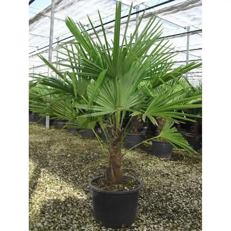 Palma nana Chamaerops Trachycarpus fortunei h 100/150 cm Beste Prijs