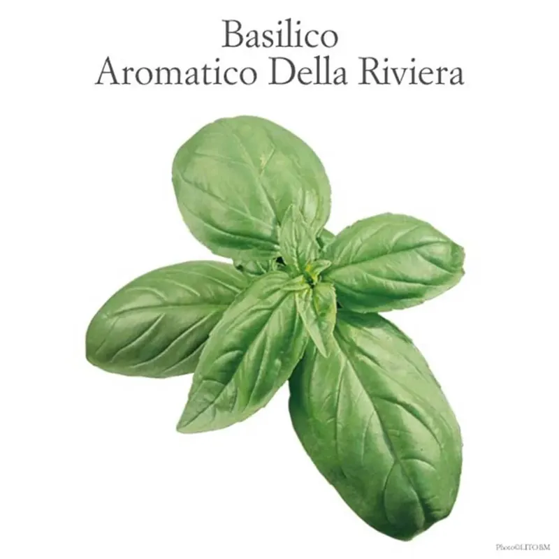 Gratis Retour Basilico Mammolo vaso 10 cm