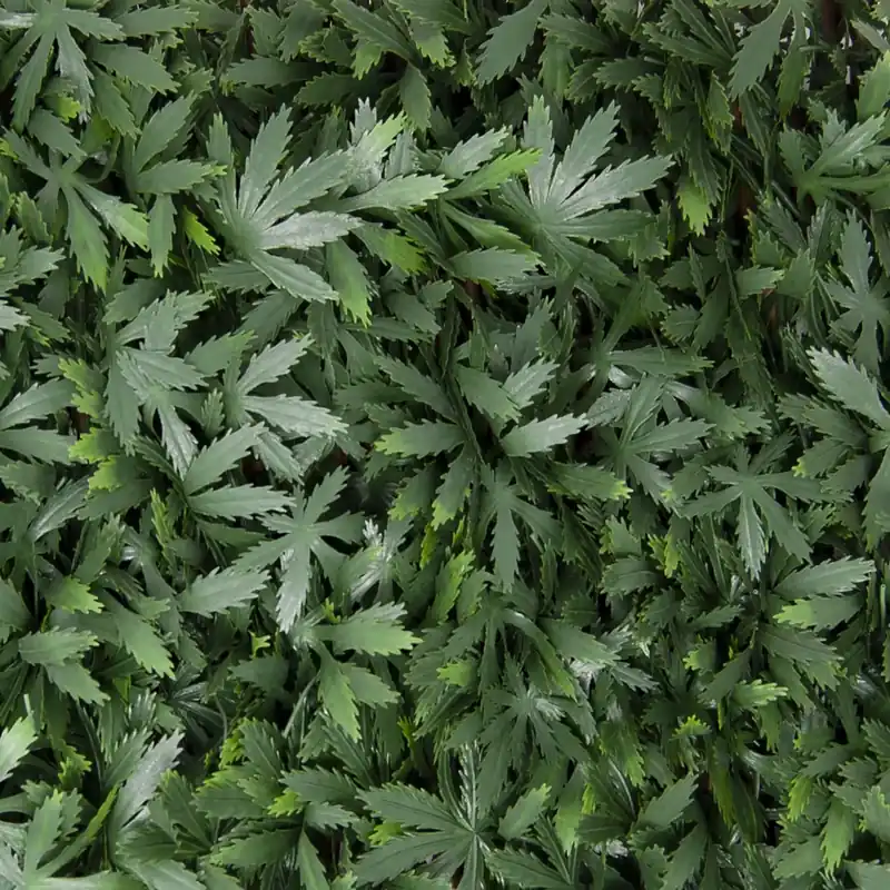 Direct Verzonden Siepe artificiale con foglie 3D Acer Palmatum H 1 m x L 2 m verde
