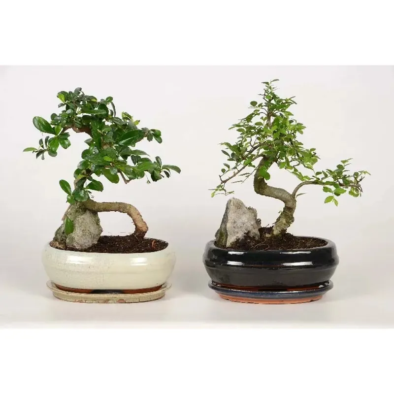 Betaalbaar Bonsai Pietra Venti vaso 20 cm