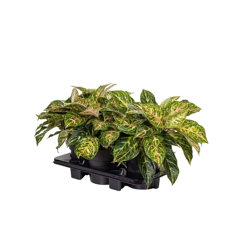 Aglaonema rosso/rosa vaso Ø circa 19 cm Fabrieksprijs