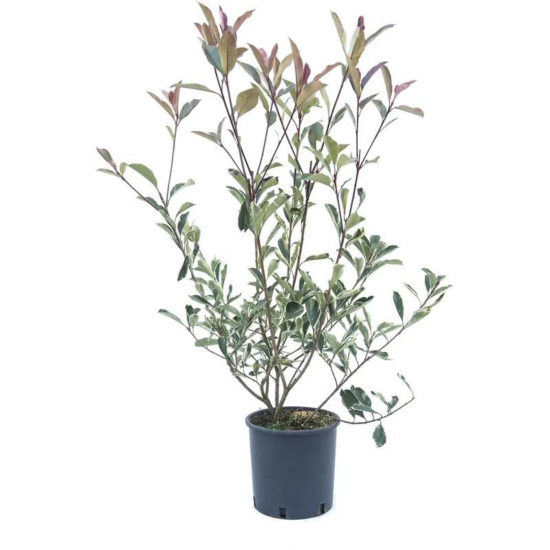 Finale Uitverkoop Photinia x fraseri "Pink Marble"® cespuglio