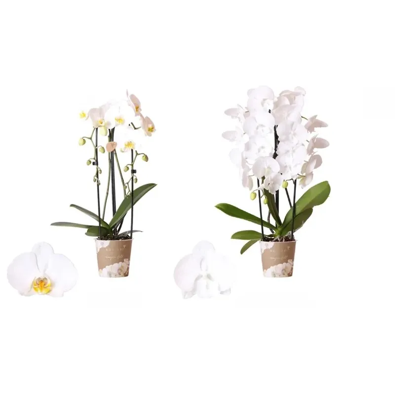 Phalaenopsis 2 Rami Niafall Cascata Bianca Vaso 12 cm Nu Kopen