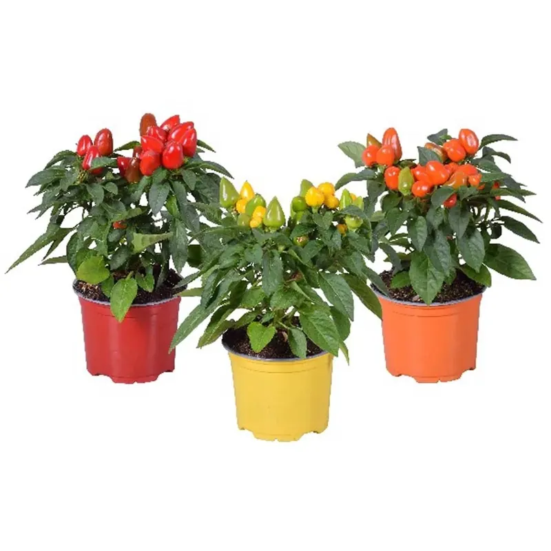 Capsicumannuumtst Sambamix Vaso 12 cm Finale Uitverkoop