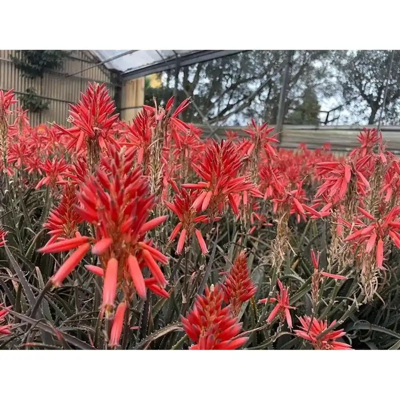 Aloe ‘Safari Sunrise‘ vaso 20 cm Speciale Aanbieding