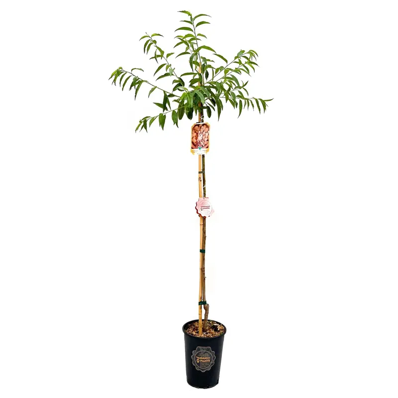 Prunus amygdalus Dagaanbieding