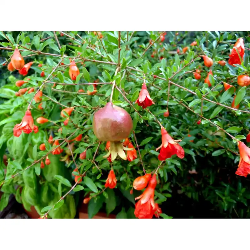 Beste Prijs Punica granatum cespuglio h cm 40/50