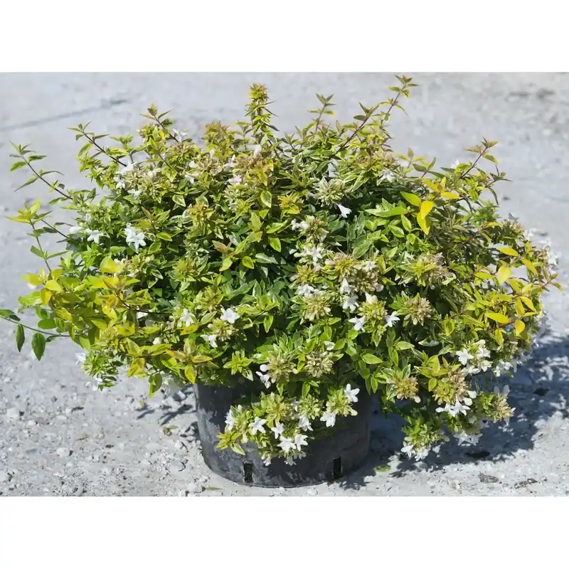 Abelia grandiflora Kaleidoscope vaso lt 10 Finale Uitverkoop