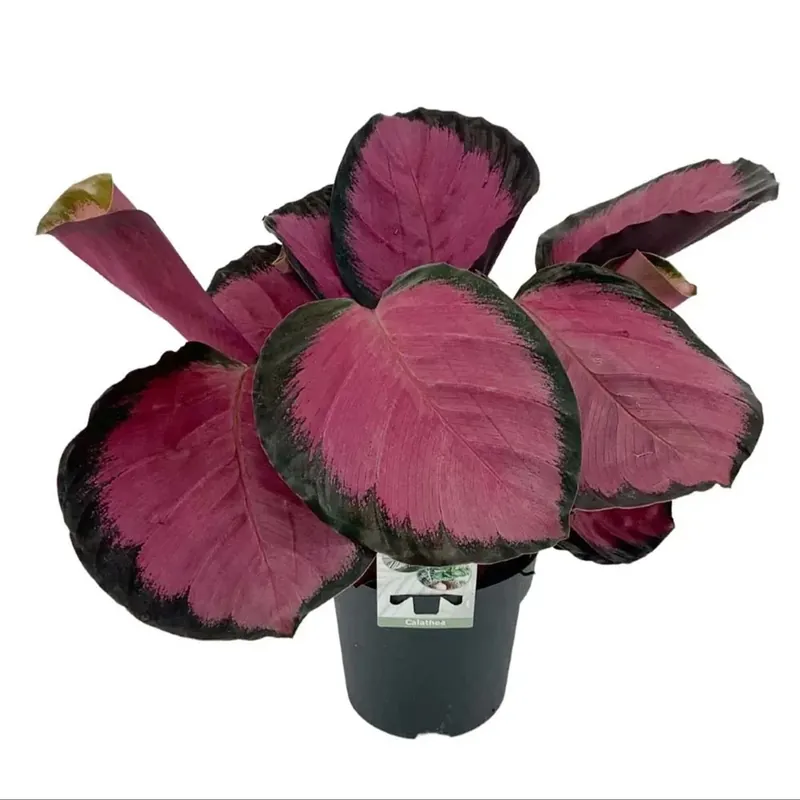 Calathea Majestica vaso 14 cm Rechtstreeks Van De Fabrikant