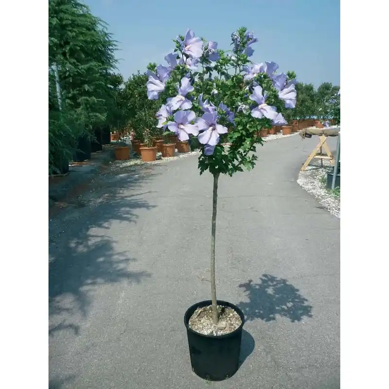 Hibiscus syriacus - Ibisco Direct Beschikbaar