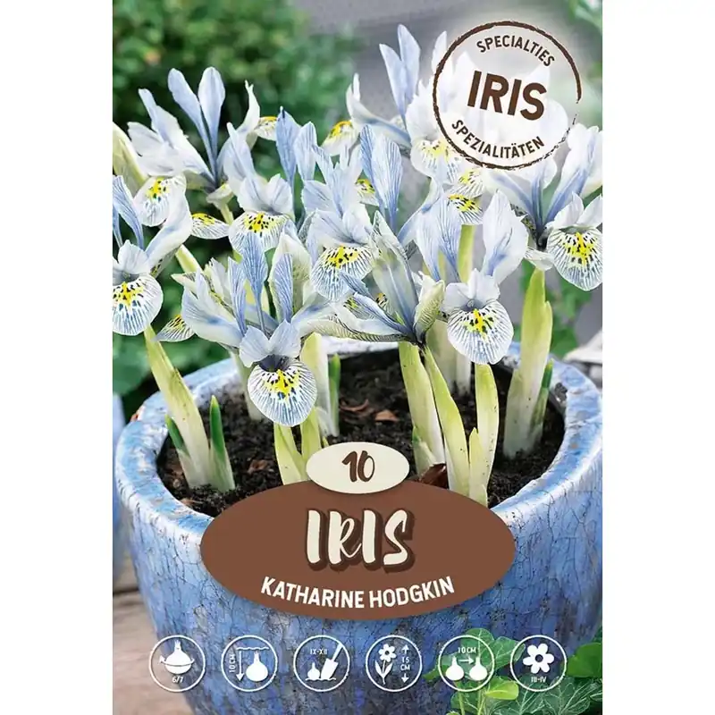 Iris Reticulata Katherine Hodgkin Tijdelijk Beschikbaar