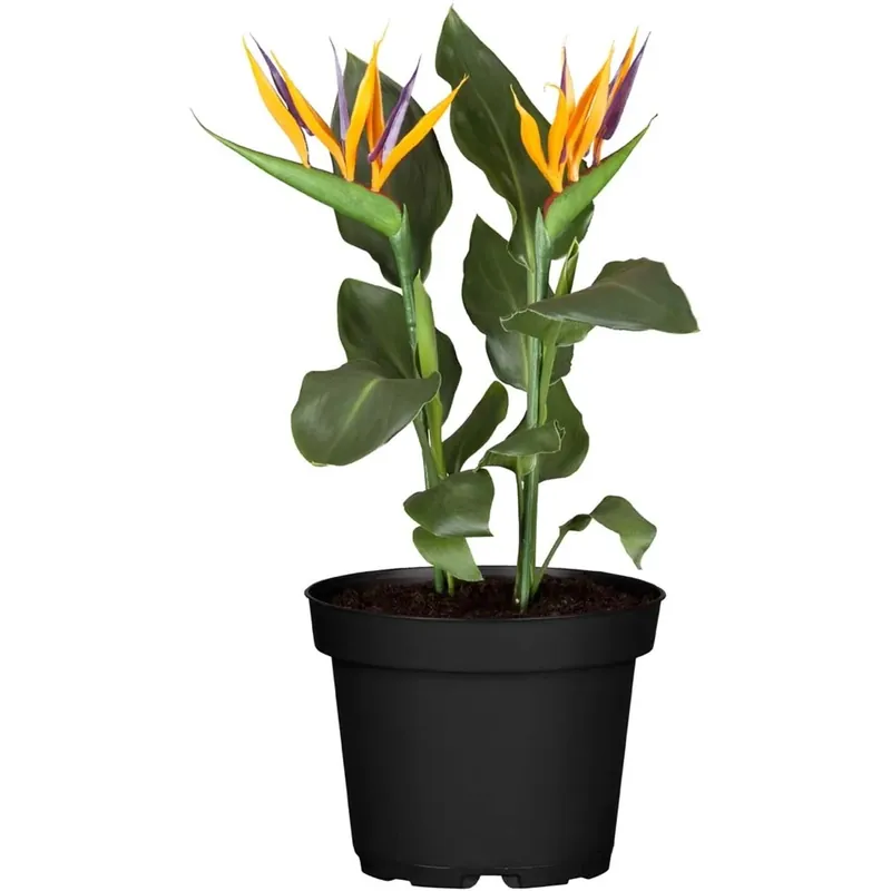 Strelitzia Reginae vaso 22 cm Rechtstreeks Van De Fabrikant