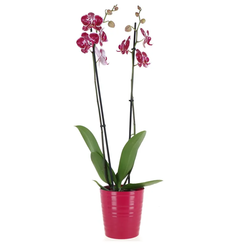 Orchidea Phalaenopsis due rami con vaso ceramica 12 cm Alleen Vandaag
