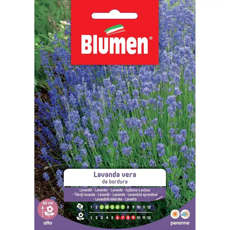 Aanbieding Semi Blumen lavanda da bordura