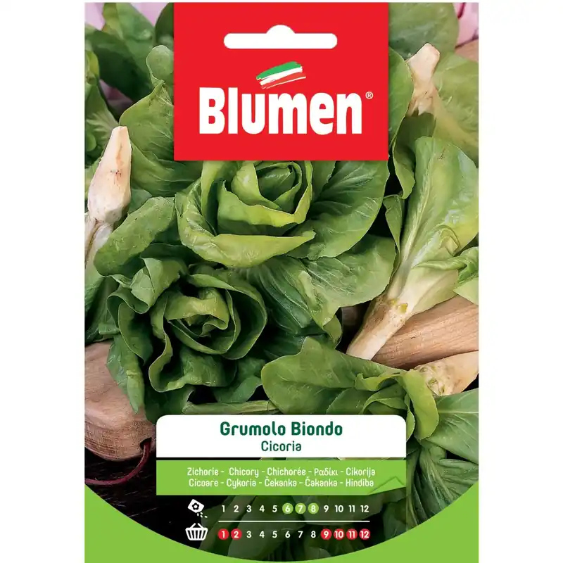 Snelle Levering Semi Blumen Cicoria a grumolo biondo