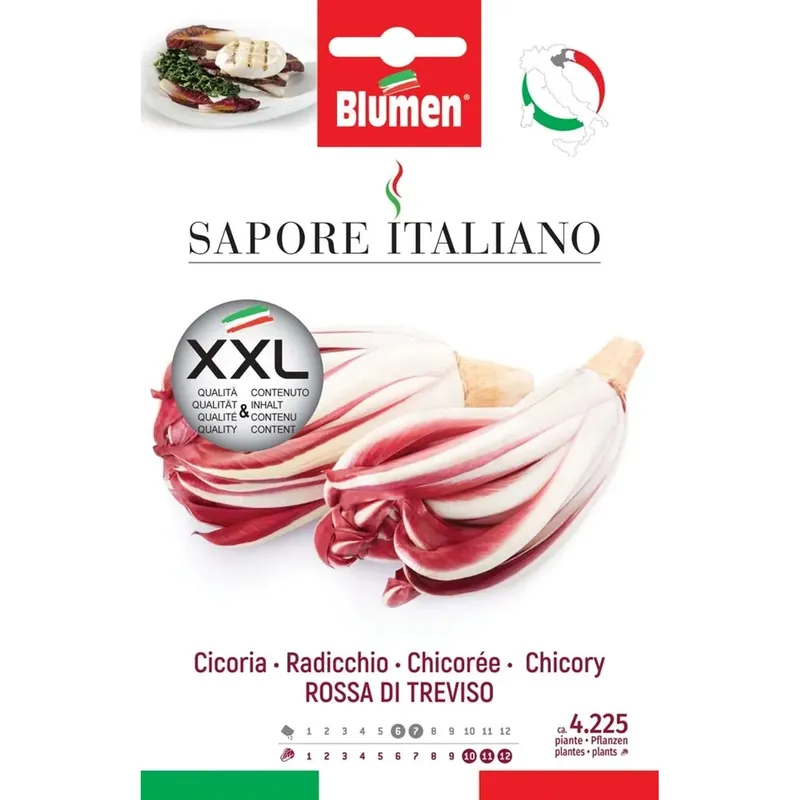 Semi Blumen Cicoria rossa di Treviso XXL Tijdelijk Beschikbaar