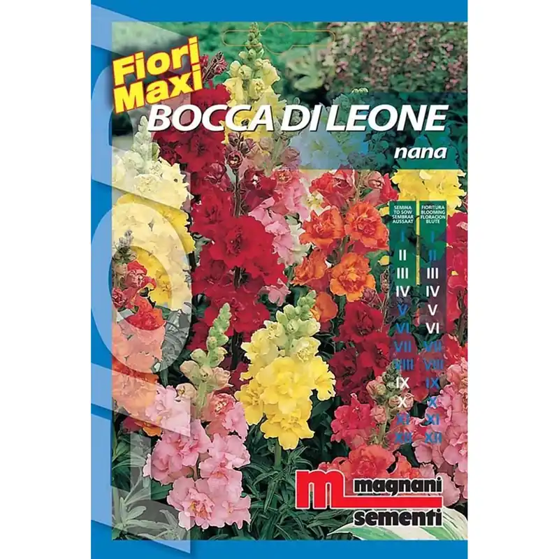 Bestel Nu Semi fiori Bocca di leone nana