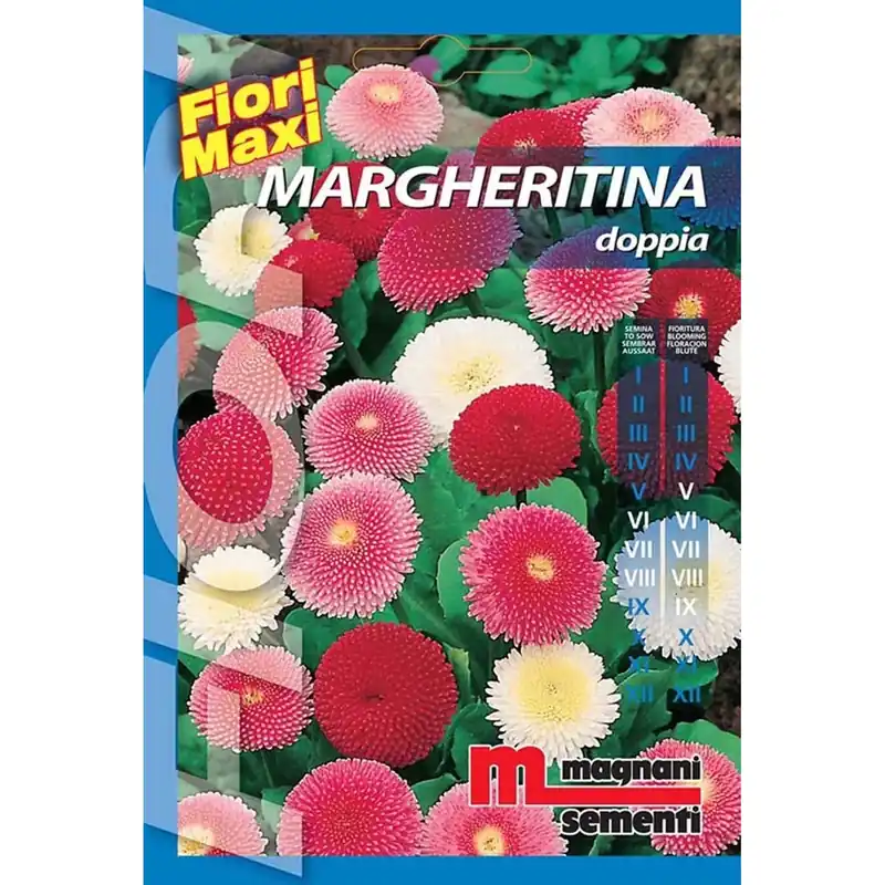 Semi fiori Margheritina doppia Laatste Versie