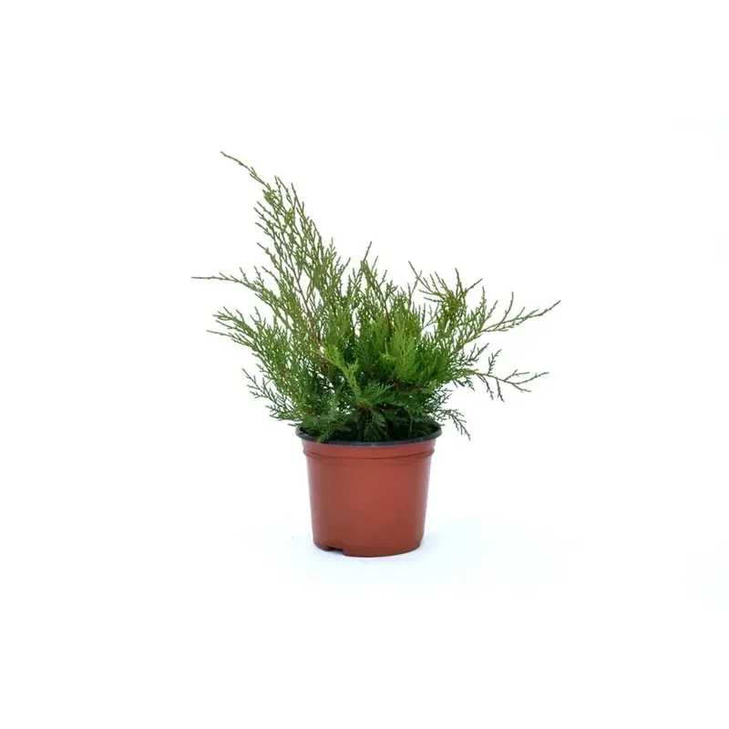 Snelle Levering Juniperus x media `Old Gold` - Ginepro