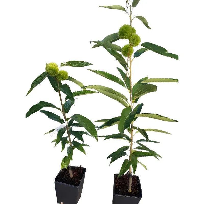 Lage Prijs Castanea sativa vaso 15 cm