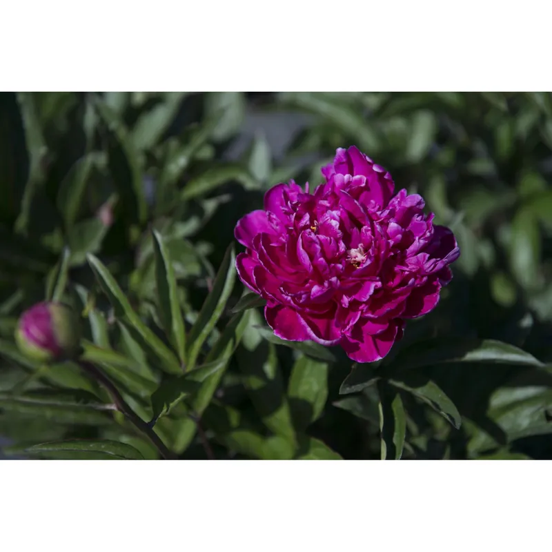 Paeonia lactiflora (P. sinensis) Speciale Aanbieding
