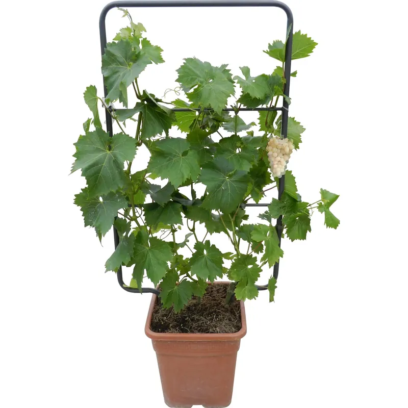 Vite altezza ca. 90 cm vaso ca. 18 l Vitis vinifera Goedkoop