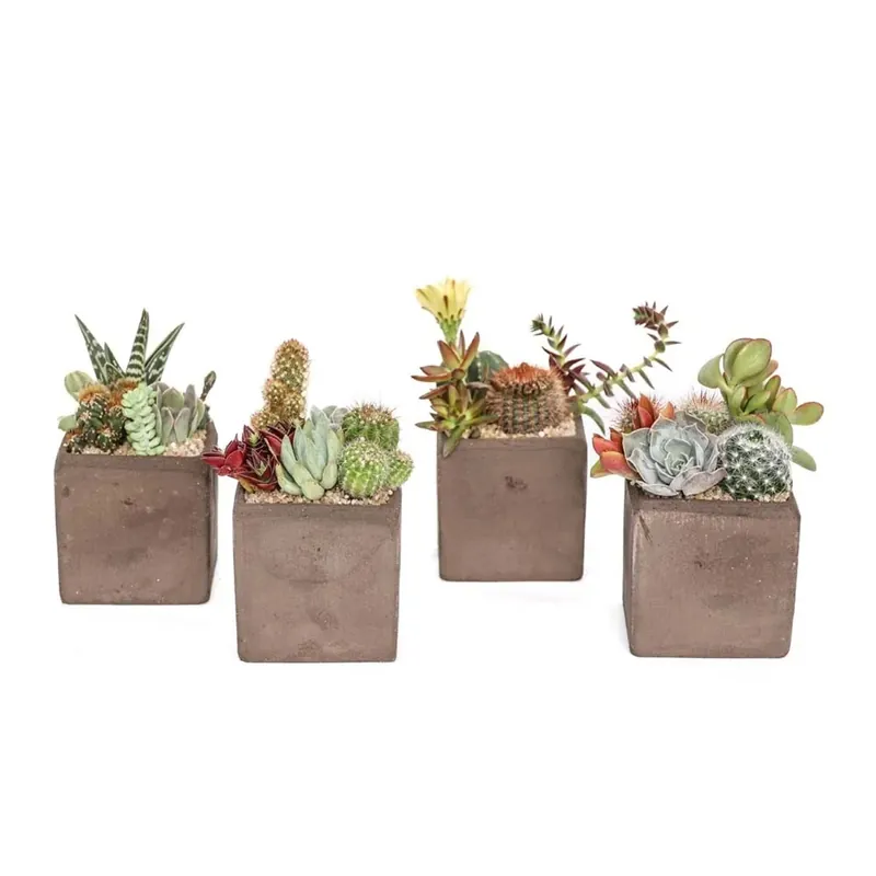 Composizione piante grasse Vaso Cubetto Terracotta Beste Prijs