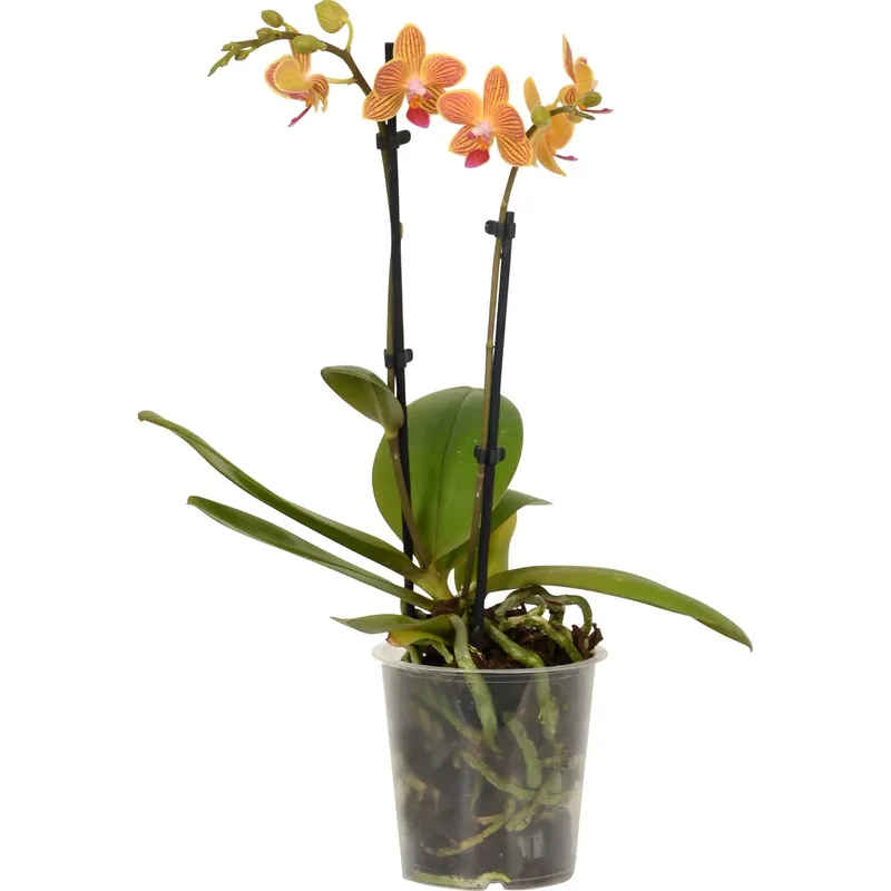 Orchidea Phalaenopsis 2 steli arancione e giallo vaso Ø 12 cm Laatste Versie