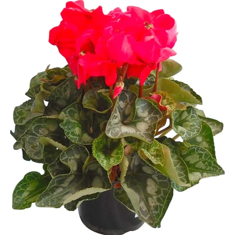 Ciclamino colori mix vaso Ø 15 cm Exclusieve Aanbieding