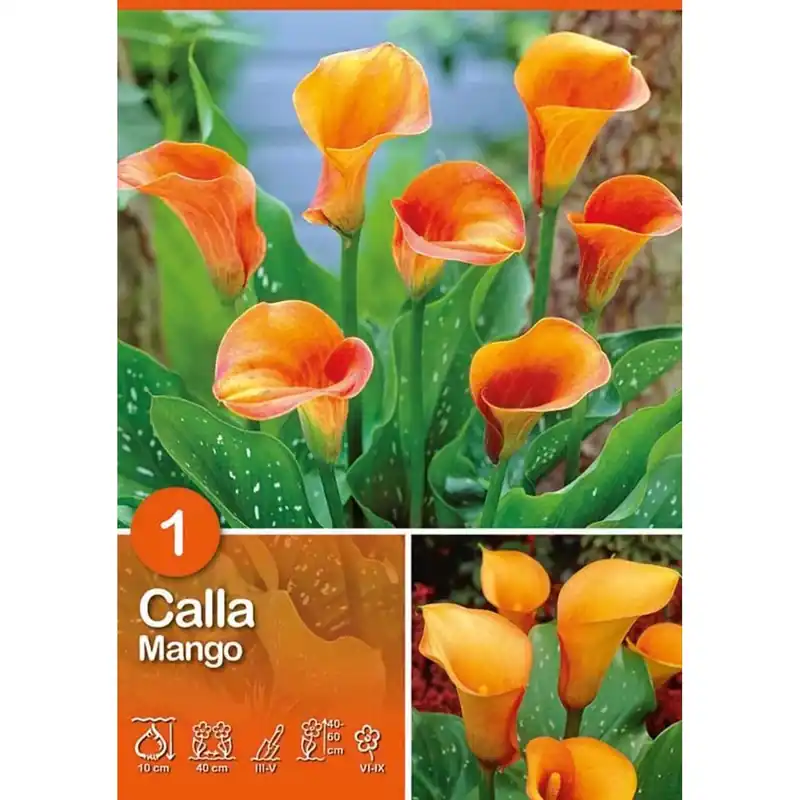 Calla "Mango" Lage Prijs