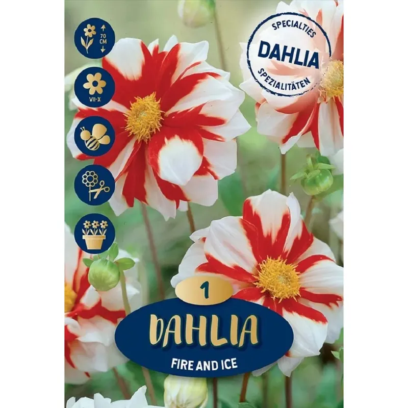 Dalia rossa Fire and Ice 20x13,5x6 cm Seizoensaanbieding