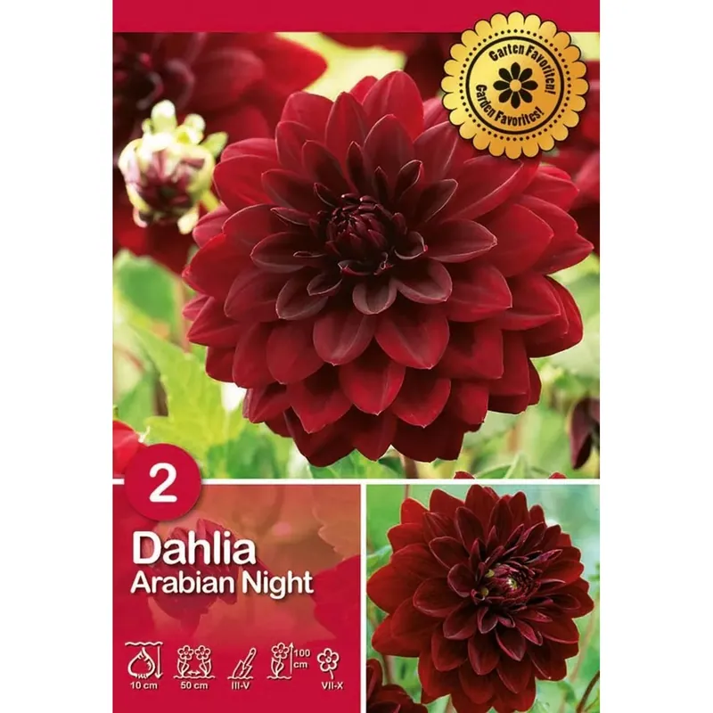 Weekendaanbieding Dalia "Arabian Night"