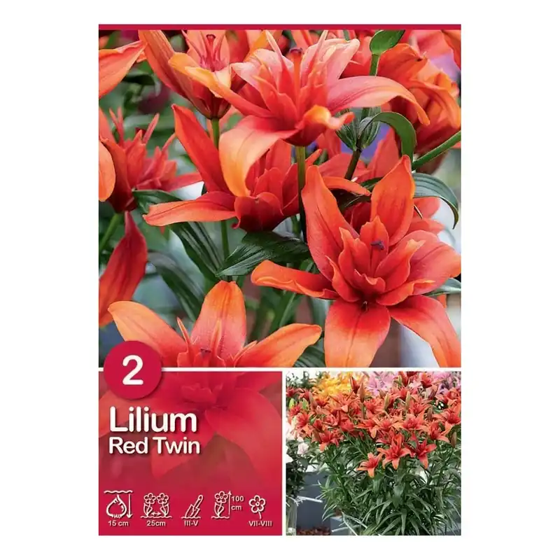 Dagaanbieding Lilium "Red Twin"