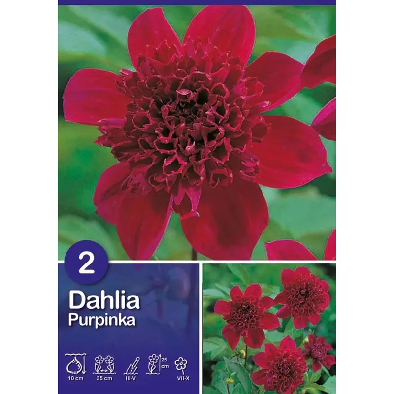 Betrouwbaar Dalia "Purpinka"