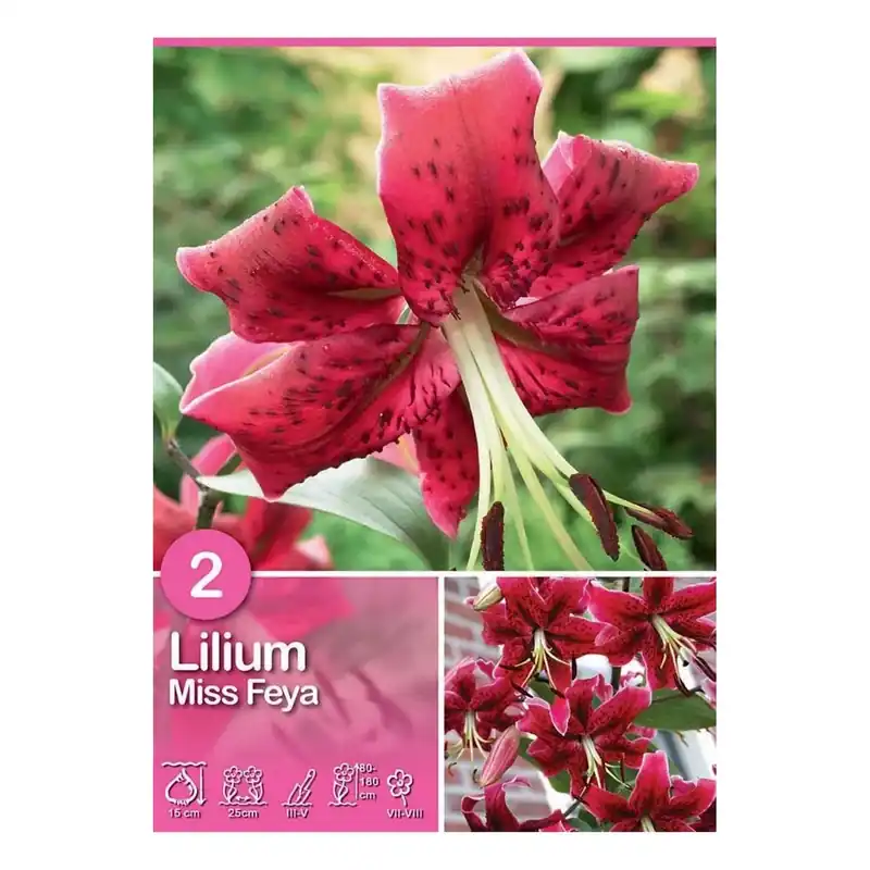 Gecertificeerd Lilium "Miss Feya"