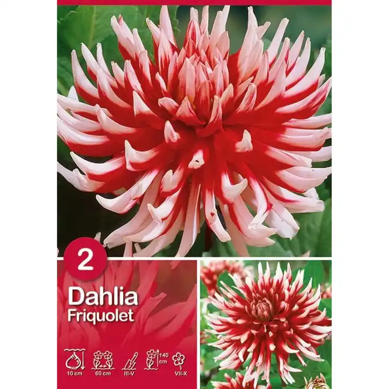 Koopje Dalia "Friquolet"
