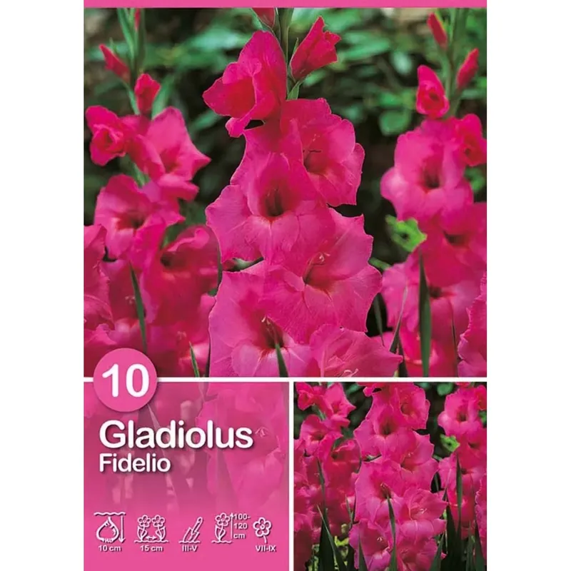 Favoriet Gladiolo "Fidelio "