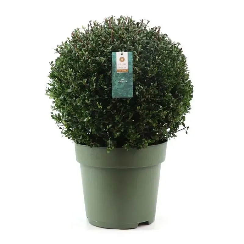 Favoriet Agrifoglio giapponese Jenny Ilex crenata vaso Ø 40 cm