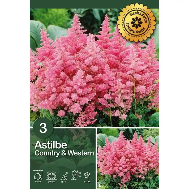 Astilbe "Country & Western" Weekendaanbieding