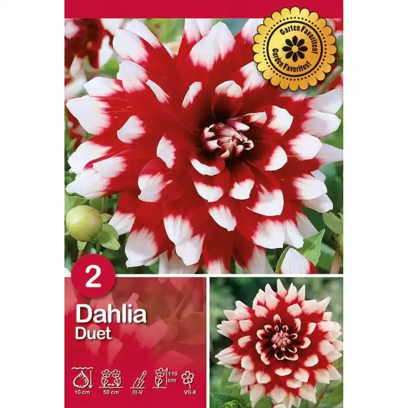 Dalia "Duet" Meest Verkocht