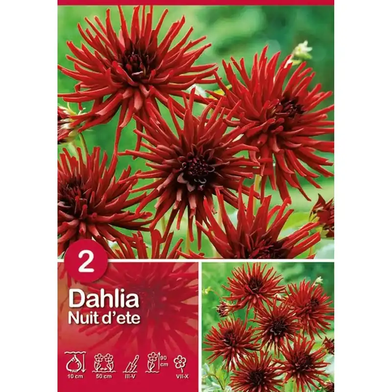 Dalia "Nuit d`ete" Beperkt Aanbod