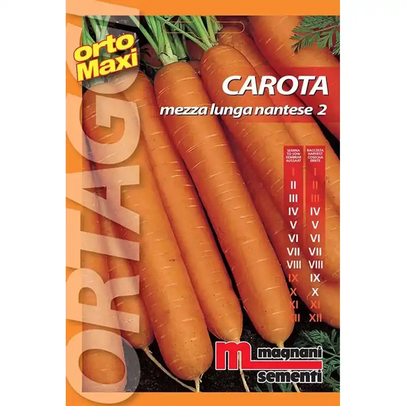 Hete Deal Semi orto maxi Carota mezza lunga