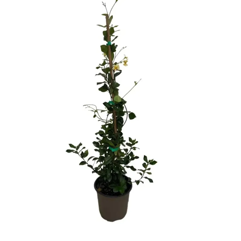 Rhyncospermum asiatico chili vaso 17 cm Express Levering