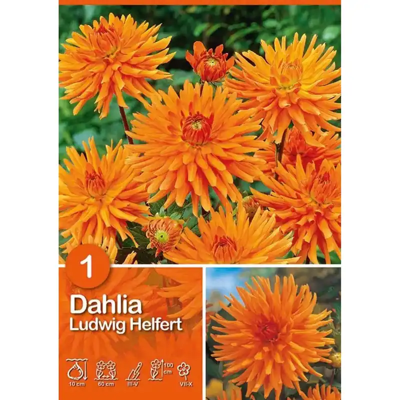 Koop Vandaag Dalia "Ludwig Helfert "