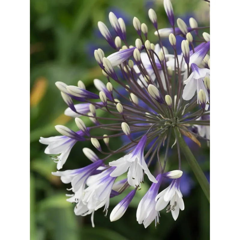 Agapanthus "Fireworks" Betrouwbaar